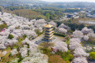 武汉东湖磨山樱园景区