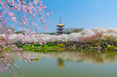 春季东湖樱花园