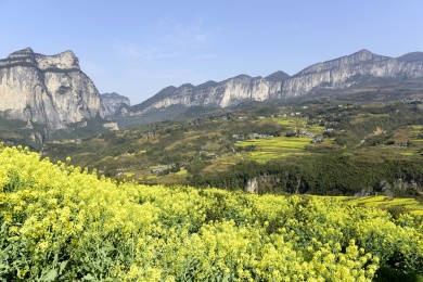 湖北恩施大峡谷景区油菜花