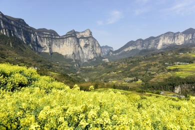 湖北恩施大峡谷景区油菜花