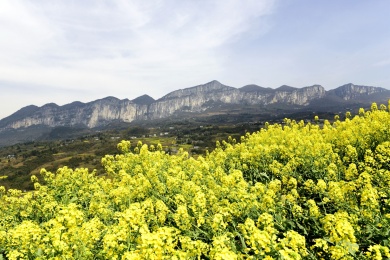 湖北恩施大峡谷景区油菜花