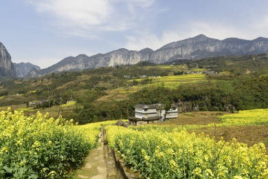 湖北恩施大峡谷景区油菜花