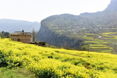 湖北恩施大峡谷景区油菜花