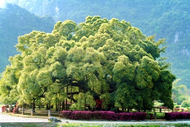 广西阳朔的大榕树景区