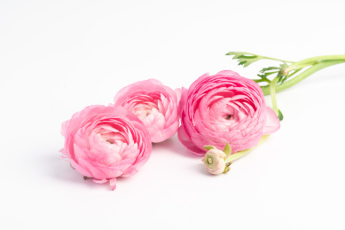 粉红色的花毛莨