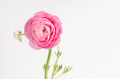 粉红色的花毛莨