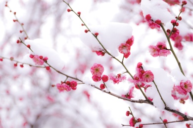 白雪下的梅花