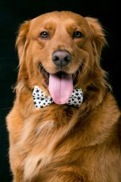 打着领结的金毛犬在黑色背景中