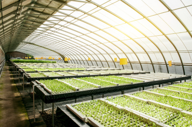 绿色蔬菜种植大棚