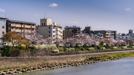 日本京都春日鸭川樱花盛开