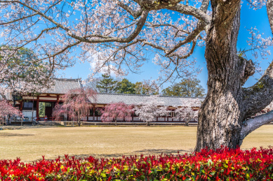 奈良东大寺建筑风光