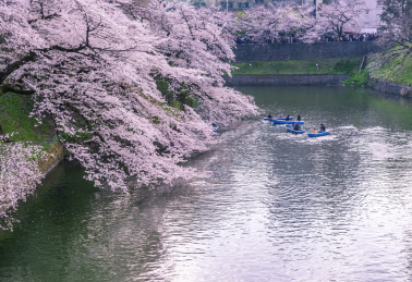 日本东京春天千鸟渊两岸樱花盛开