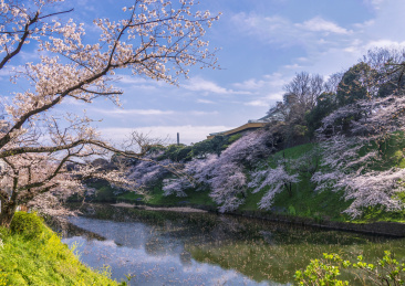 日本东京春天千鸟渊两岸樱花盛开