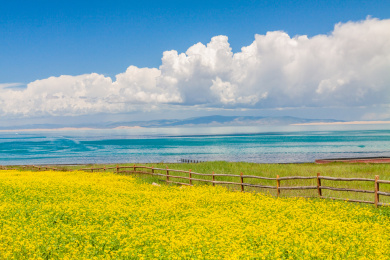 青海湖油菜花风光