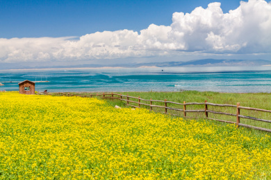 青海湖油菜花风光