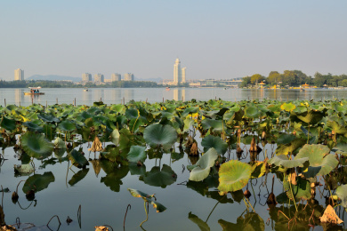 中国江苏省南京市玄武湖公园里的一片荷塘
