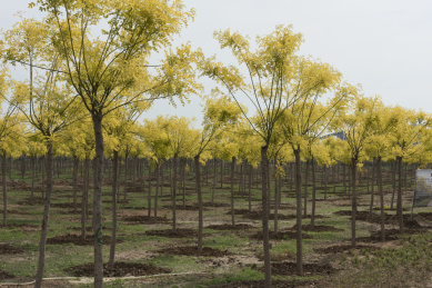 河北省邯郸市自然生态园里的金叶槐树林