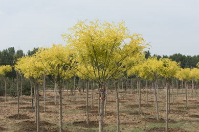 河北省邯郸市自然生态园里的金叶槐树林