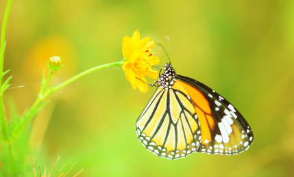 蝴蝶的特写镜头
