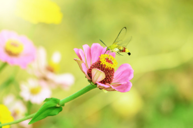 夏日的花园蜜蜂和花