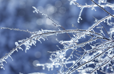  冬季冰树枝，冰冻的森林