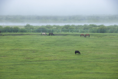 中国内蒙古自治区呼伦贝尔额尔古纳市室韦镇草地晨雾