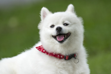 公园草地上白色萌犬萨摩耶