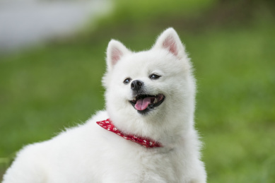 公园草地上白色萌犬萨摩耶