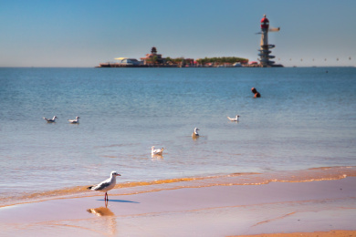夏天河北秦皇岛南南戴河海滩上的停着的海鸥