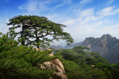 山东省泰安市泰山旅游风景区姊妹松