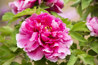 在春天里鲜艳绽放的柏乡牡丹花