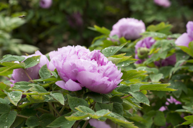 在春天里鲜艳绽放的柏乡牡丹花