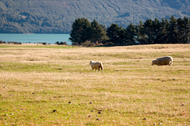 新西兰瓦卡蒂普湖边牧场上吃草的绵羊背影