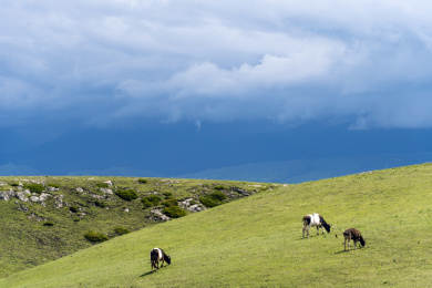 中国新疆伊犁哈萨克自治州独库公路北线风光，美丽的草原和蓝天，还有闲适的牛