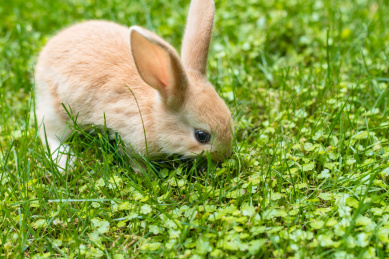 草地上的小兔子