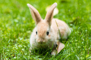 草地上的小兔子