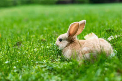 草地上的小兔子