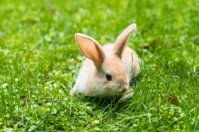 草地上的小兔子