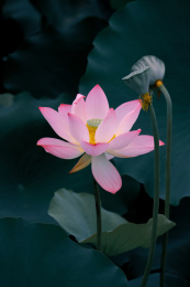 荷花池里的紫莲花与莲蓬及荷叶