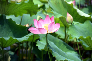 在荷叶底下一朵正在盛开的粉色荷花
