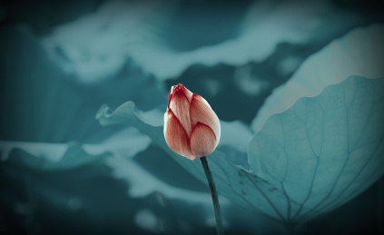 蓝色背景的粉红色荷花花苞特写