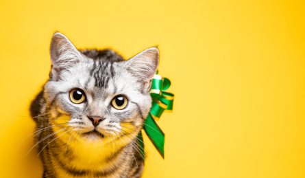 黄色背景特写一只站着的身上绑着绸缎的美国短毛猫