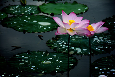 荷塘中鲜艳的荷花和绿色荷叶