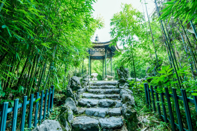中国浙江杭州植物园毛竹园竹林小路