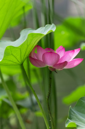 池塘中开放的荷花