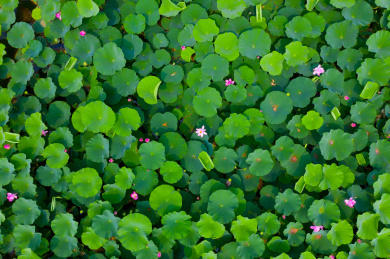 俯视夏季湖里盛开的荷叶荷花