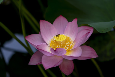 在夏日荷塘中艳丽绽放的荷花