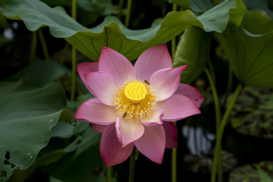 在夏日荷塘中艳丽绽放的荷花