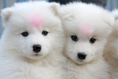 宠物狗特写照片