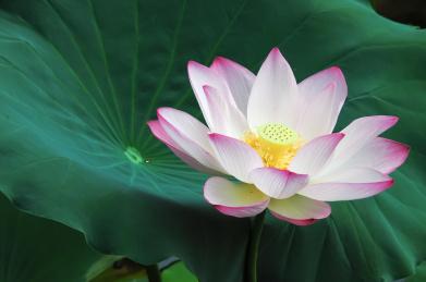 一朵盛开的粉红色荷花在池塘里